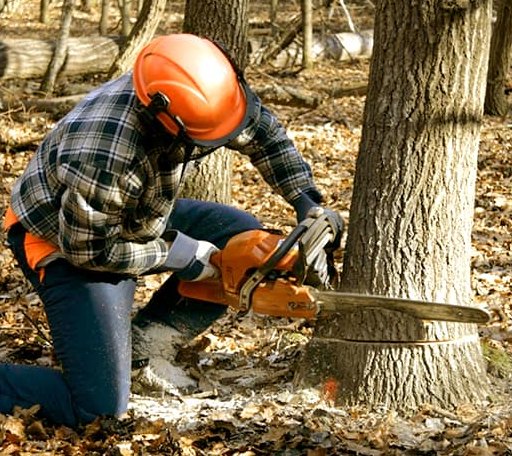 Tree Removal in Wilberforce, OH